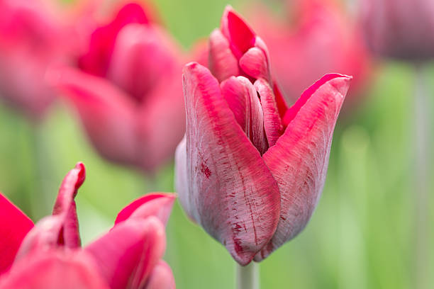 istock Blooming tulips in the park. 523159636