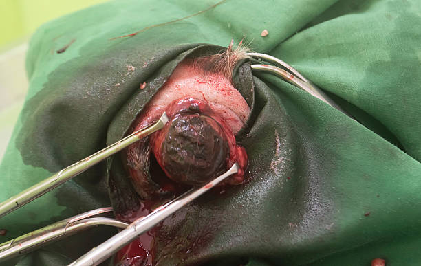 eye surgery in dog stock photo