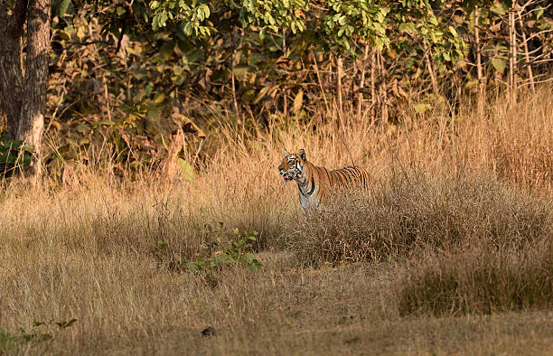 istock Tiger standing in the grass 523160288