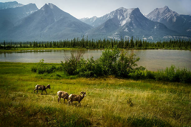 Outdoor Classic A classic Canadian nature moment along the Yellowhead Highway between Jasper and HInton, Alberta. hinton alberta stock pictures, royalty-free photos & images