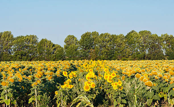 istock field of sunflowers 523161150