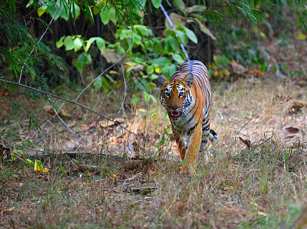 istock Royal bengal tiger, head-on 523161398