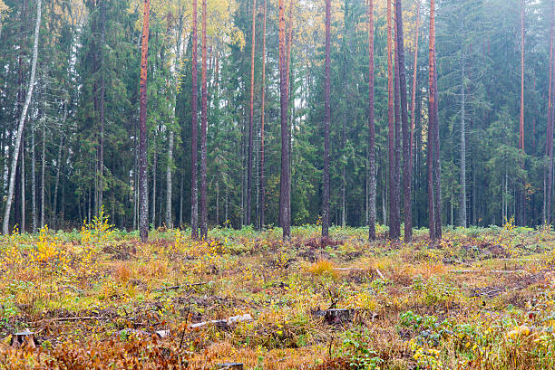 istock forest trees in autumn colors in countryside 523162227