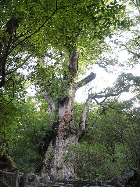 istock Jomonsugi,Yakushima/Kagoshima,Japan 523162346