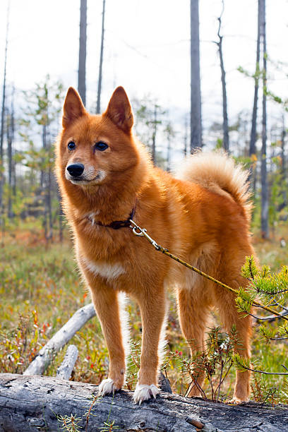 hunting dog on the fallen tree hunting dog on the swamp finnish spitz stock pictures, royalty-free photos & images