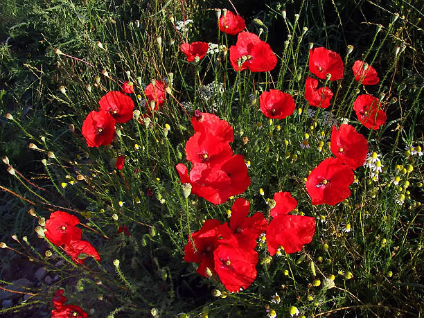 papoila e camomile - m chamomilla imagens e fotografias de stock