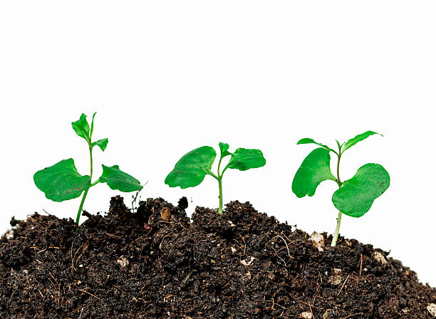 istock closeup green small plant on soil 523162726