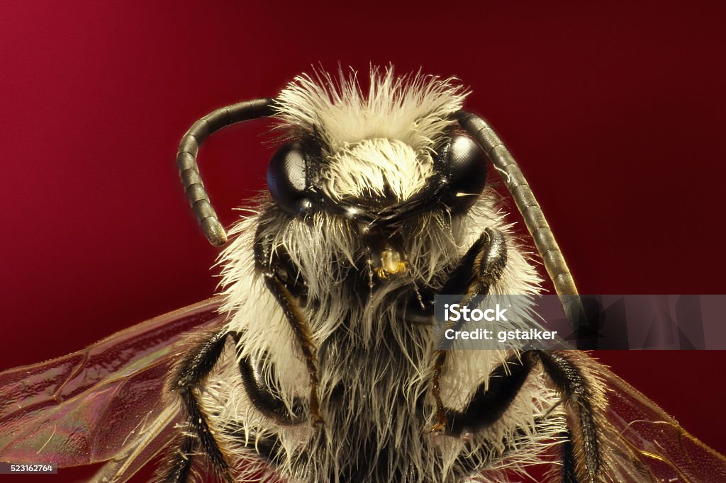 Grey Mining Bee On Red Background Stock Photo - Download Image Now - Animal  Wildlife, Bee, Brown - iStock