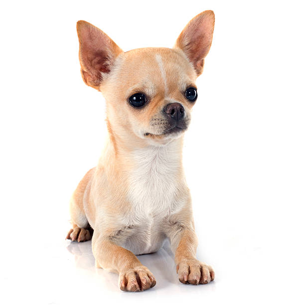 istock puppy chihuahua 523162807