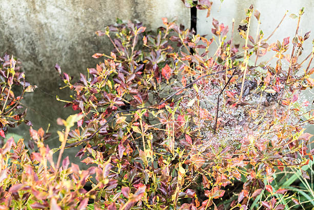 Cobwebs and drop of water, Early morning.