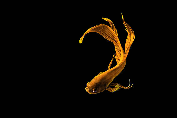 golden siamesischer kampffisch (betta splendens) isoliert auf schwarzem hintergrund. - fish siamese fighting fish multi colored tropical fresh water fish stock-fotos und bilder