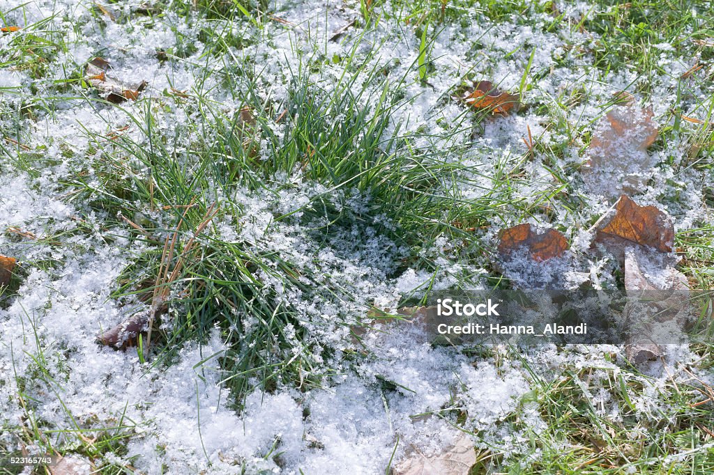Grass under snow Green grass covered with first snow.Small depth of field Autumn Stock Photo
