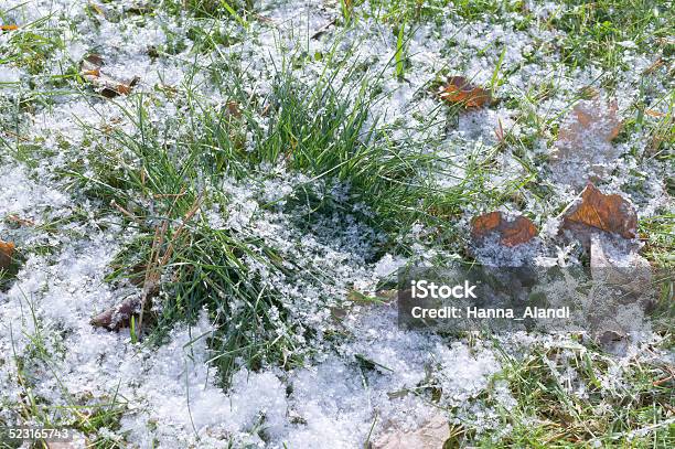 Grass Under Snow Stock Photo - Download Image Now - Autumn, Cold Temperature, Environment