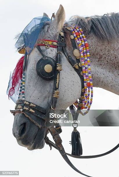 Horse Stock Photo - Download Image Now - Animal Body Part, Animal Harness, Animal Head