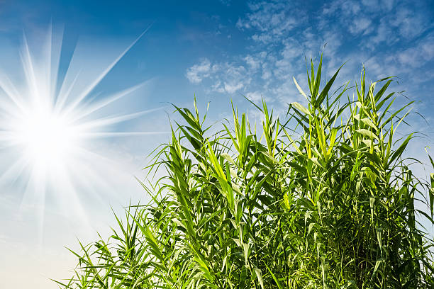 istock bright sunshine and fresh green grass 523165995