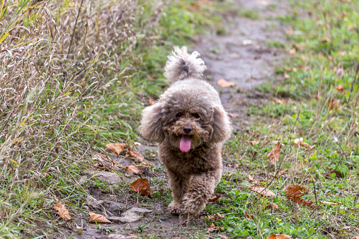 Brown miniature poodle walking towards the camera