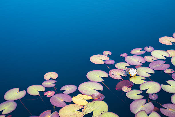 горы озеро и водные лилии - lotus water lily water flower стоковые фото и изображения