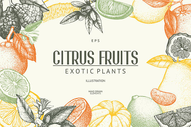 Vector illustration of highly detailed citrus fruits sketch Vintage template. Ink hand drawn design with citrus fruits in pastel colors. fruit borders stock illustrations
