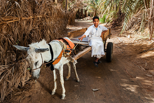 donkey taxi on the streets of the town of Lindos on Rhodes Island. which is using as a transport for tourists in the old town