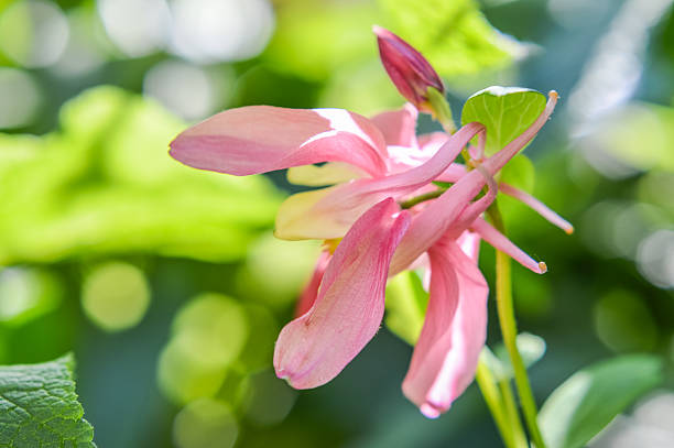 Close up of elegant soft pink and yellow columbine flower with buds