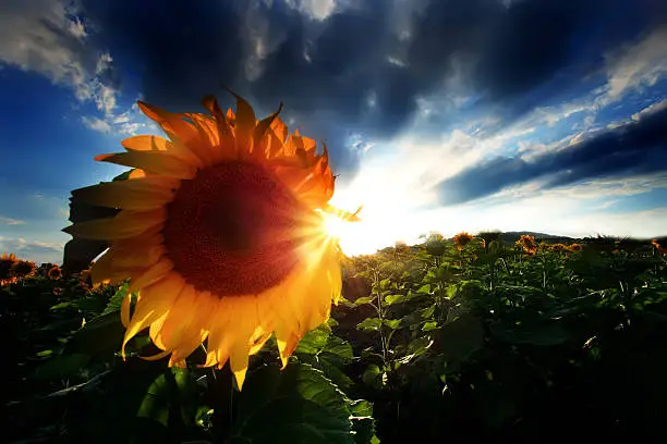 Photo of sunflowers HDR landscape