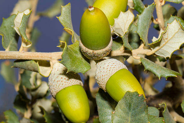 bellotas - quercus ilex stock-fotos und bilder