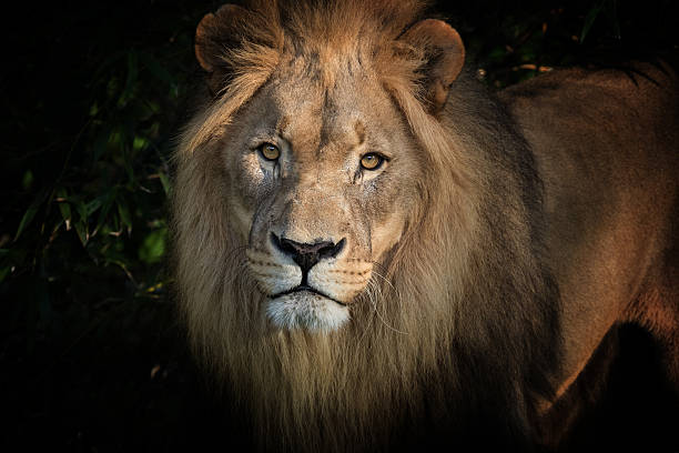 istock Male lion (Panthera leo) in the evening 523171160