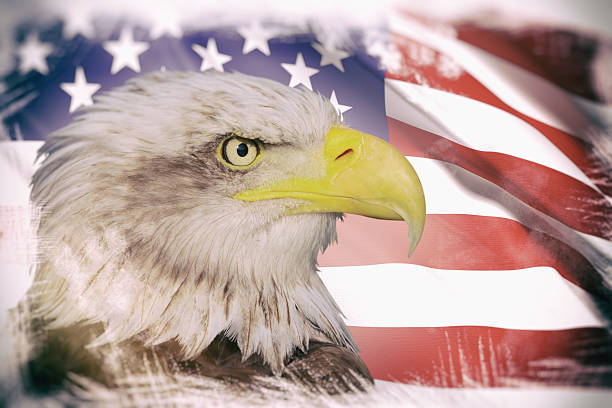 istock Beautiful bald eagle and usa flag 523171300