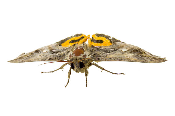 istock Beautiful yellow butterfly isolated on white background 523172210