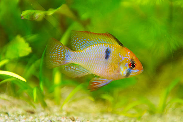 istock Mikrogeophagus ramirezi, ram cichlid,male 523172728