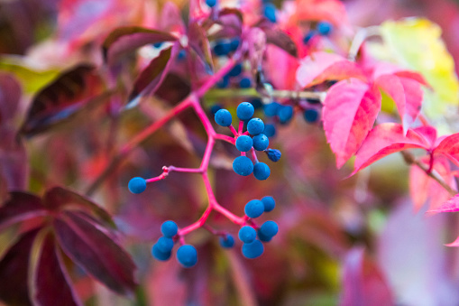 Virginia Creeper leaves and berries background