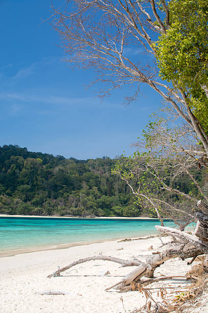 istock Tropical sea beach in summer time 523173114
