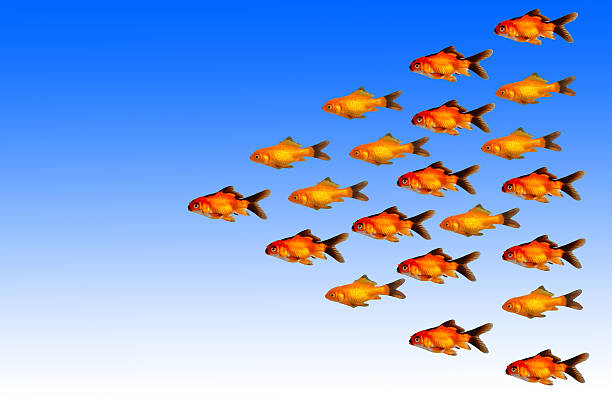 istock Multiple gold fish follow their leader suggesting leadership management model 523173366
