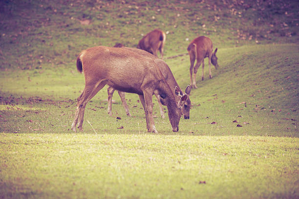 Herd of deer grazing on green grass in summer forest on natural background, tranquil scene. Animals in natural environment, beauty in nature. Vignette and vintage style.