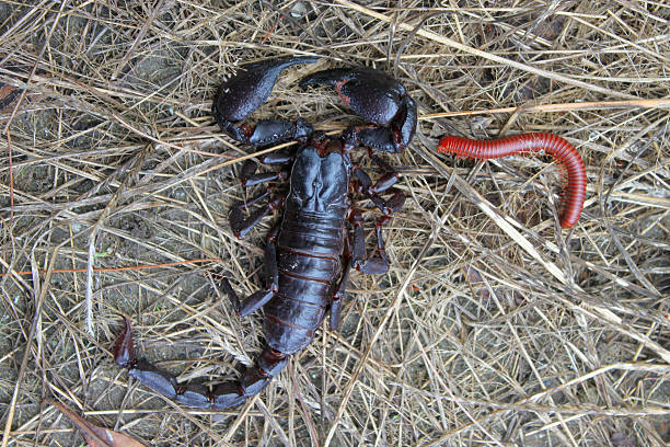 istock scorpion and centipede on wet ground 523173710