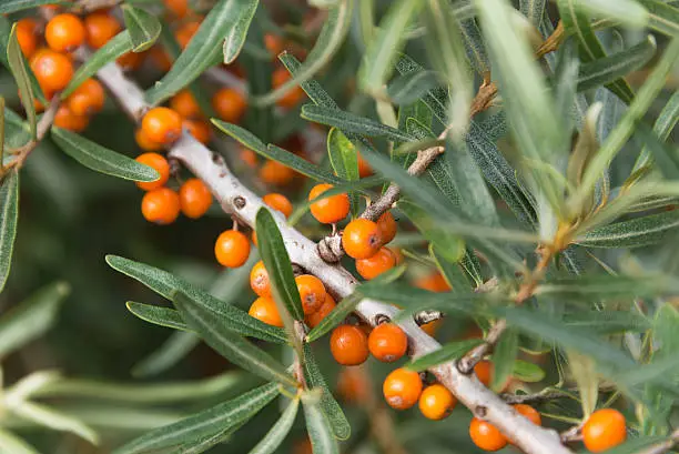 branches and berries of sea buckthorn