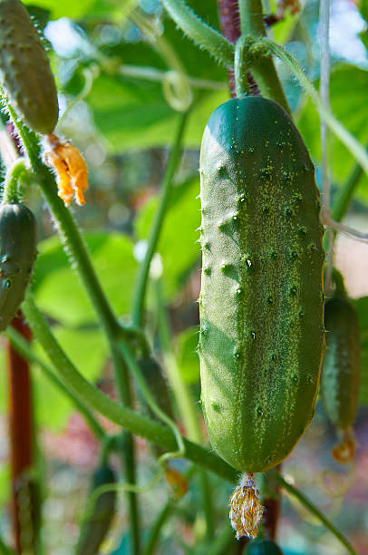 istock Young cucumbers hanging on a branch 523174410
