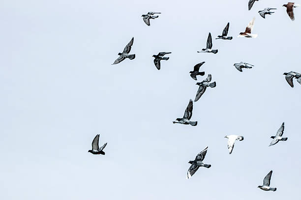 istock pigeons flying in blue sky 523174760