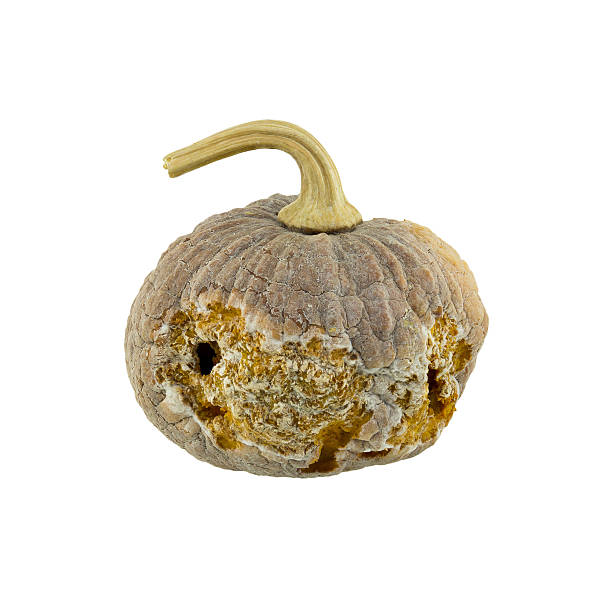 istock Rotten pumpkin isolated on white background 523175210
