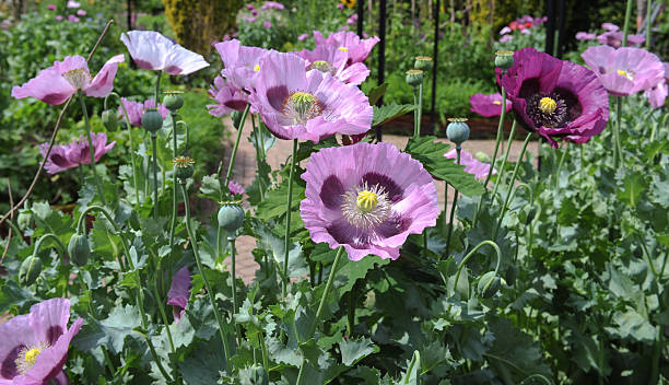 Purple Opium Poppies (Papaver somniferum) Group of Purple Flowering Opium Poppies (Papaver somniferum) in a Country Cottage Garden in Devon, England, UK opium poppy stock pictures, royalty-free photos & images