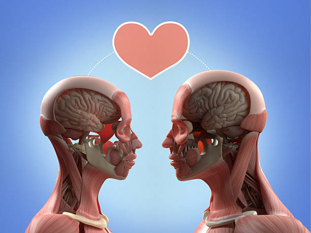 istock Anatomy couple, facing each other, sharing ideas, thoughts, love. 523177210