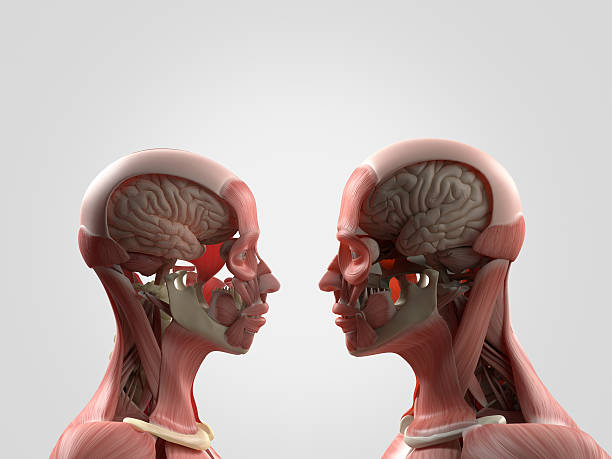 istock Anatomy couple, facing each other, sharing ideas, thoughts, love. 523177678