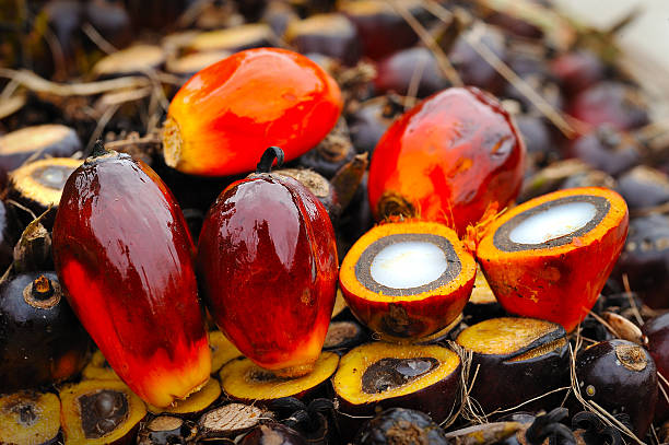 istock Oil palm fruits 523177728