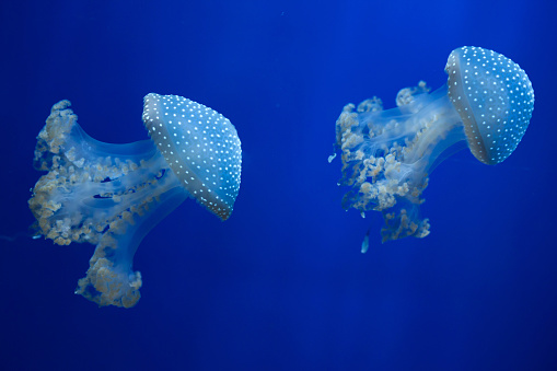 White-spotted jellyfish (Phyllorhiza punctata), also known as the Australian spotted jellyfish. Wild life animal.