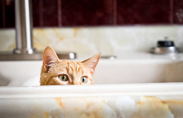 istock Cat or Kitten in a kitchen sink peeking out. 523178834