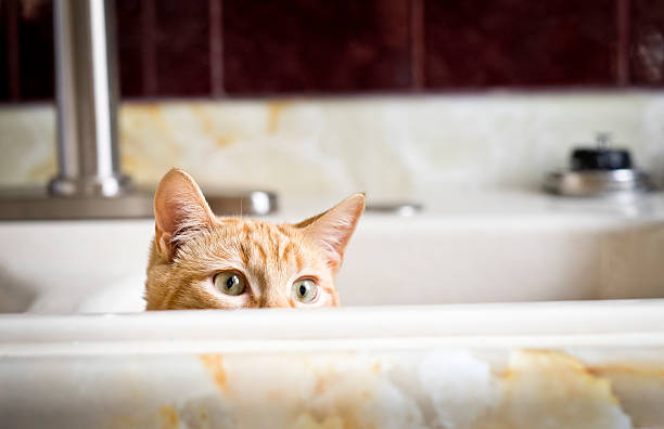 Cat or Kitten in a kitchen sink peeking out. stock photo