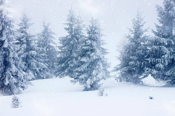 istock Christmas background with snowy fir trees 523178887