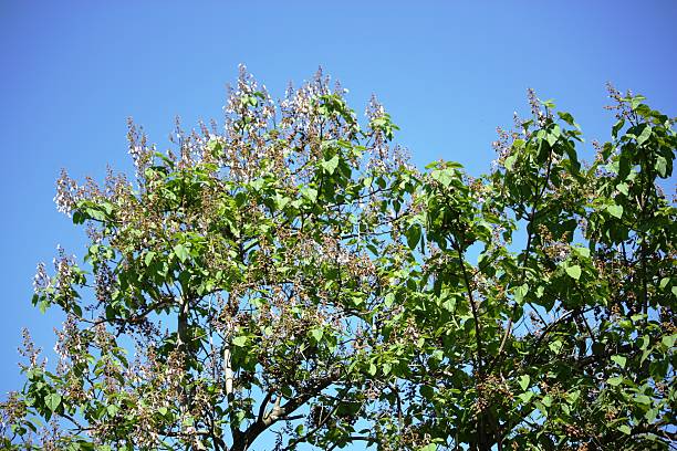 istock Paulownia tomentosa under blue sky in spring 523179004