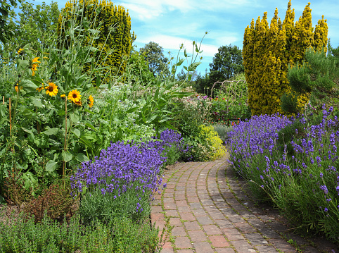 Purple Flowering Lavender Bushes (Lavandula) by the side of a Brick Footpath and Sunflowers (Helianthus) in a Country Cottage Garden in Devon, England, UK