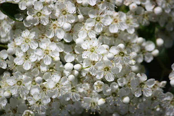 białe kwiaty z jednoszyjkowy brak wpisu - pyrinae zdjęcia i obrazy z banku zdjęć